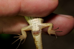 Takydromus stejnegeri