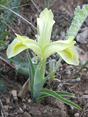 Iris caucasica