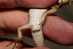 Takydromus stejnegeri