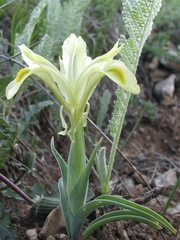 Iris caucasica