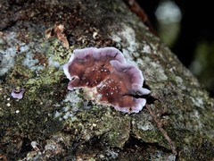 Chondrostereum purpureum image