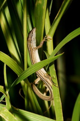 Takydromus stejnegeri