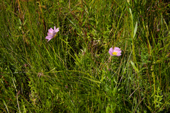 Sabatia kennedyana