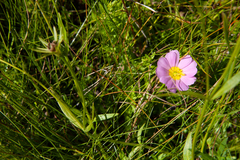 Sabatia kennedyana