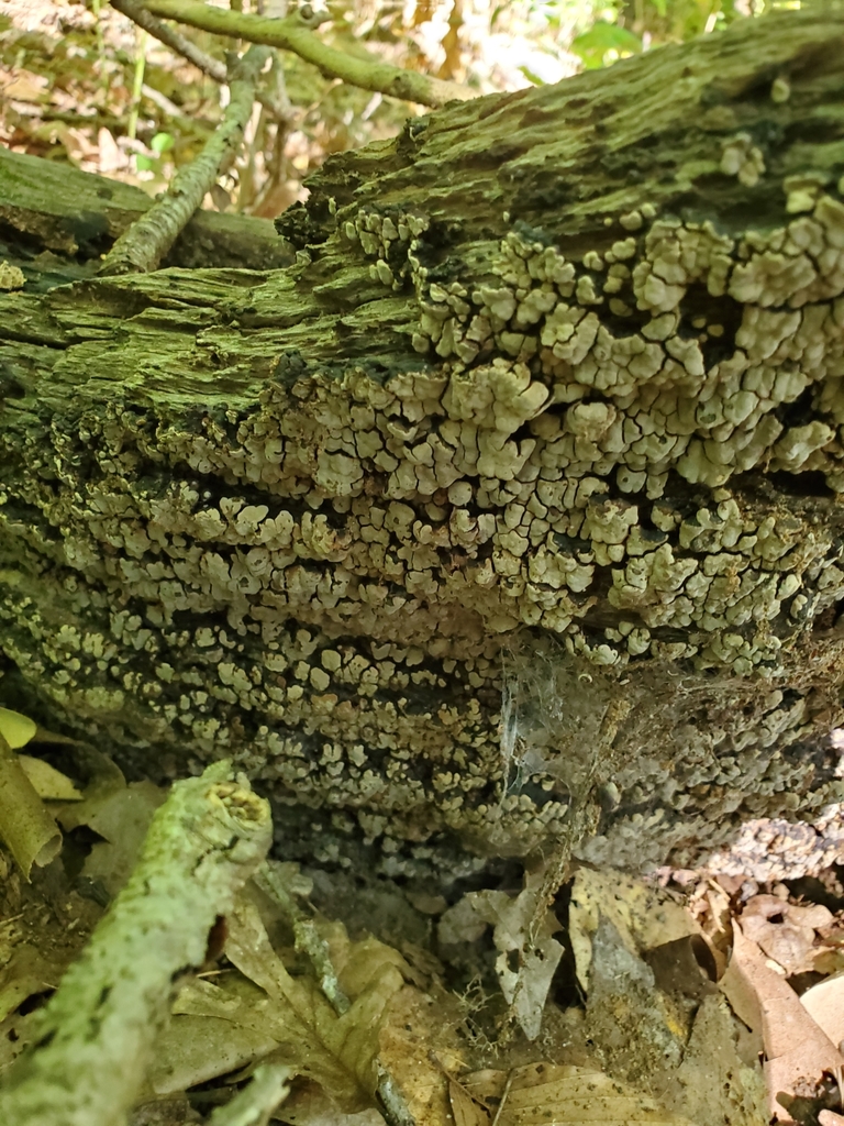 ceramic parchment from Sugar Creek Township, IN, USA on August 22, 2020