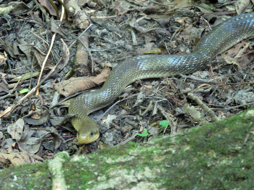 Zamenis longissimus