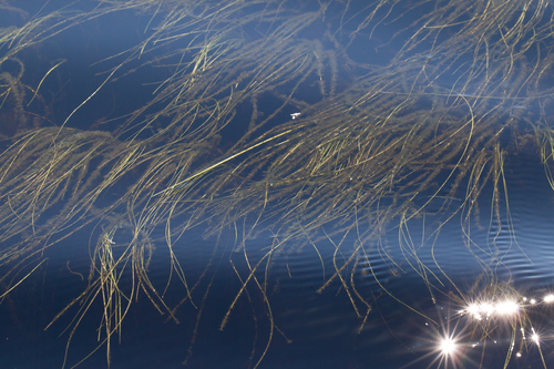 Swaying bulrush (Schoenoplectus subterminalis)