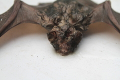 Mormoops megalophylla