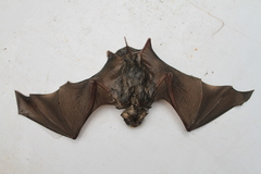 Mormoops megalophylla