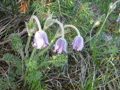 Pulsatilla violacea