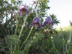 Pulsatilla violacea