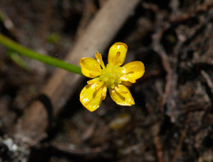 Ranunculus flammula filiformis
