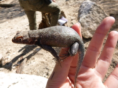 Sceloporus graciosus vandenburgianus