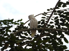 Cacatua sulphurea