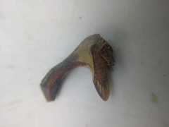 Umbonia