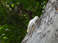 Cacatua goffiniana