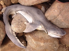 Notorynchus cepedianus