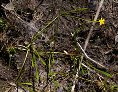 Ranunculus flammula filiformis