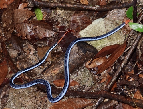 Photo of a Blue Coral Snake (Calliophis bivirgatus)