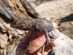 Sceloporus graciosus vandenburgianus