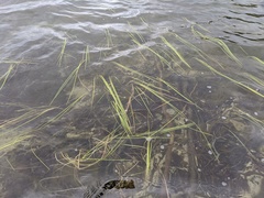 Sparganium angustifolium
