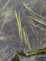 Sparganium angustifolium