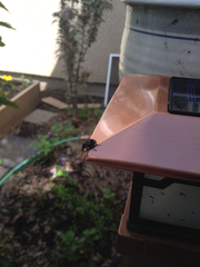 Cryptorhynchus lapathi