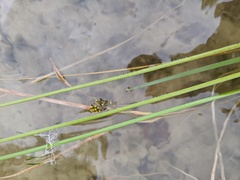 Sparganium angustifolium
