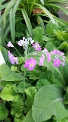 Primula malacoides