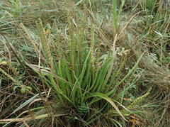 Plantago maritima juncoides