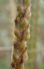 Plantago maritima juncoides