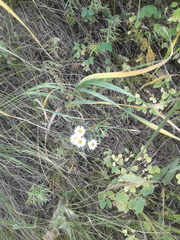 Symphyotrichum porteri