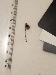 Leucoagaricus coerulescens