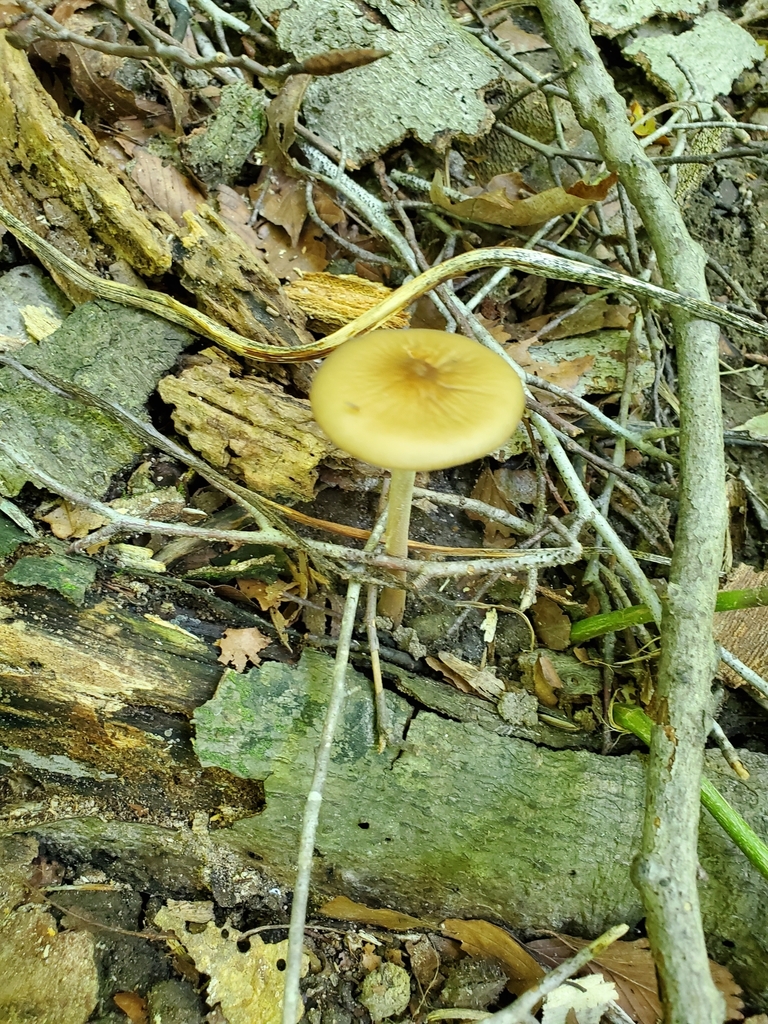 Beech Rooter Beech Rooter from Sugar Creek Township, IN, USA on August 22, 2020 at ...
