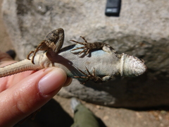 Sceloporus graciosus vandenburgianus