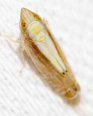 Scaphytopius elegans