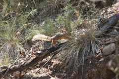 Sciurus nayaritensis