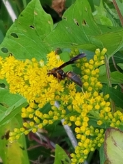 Polistes fuscatus