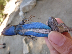Sceloporus graciosus vandenburgianus