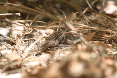 Aspidoscelis exsanguis