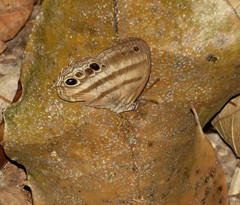 Magneuptychia