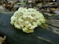 Steccherinaceae