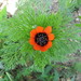 Adonis aestivalis - Photo (c) Julie, algunos derechos reservados (CC BY-NC), subido por Julie