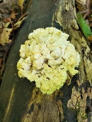 Steccherinaceae