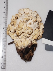 Steccherinaceae