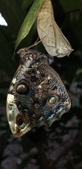 Opsiphanes quiteria