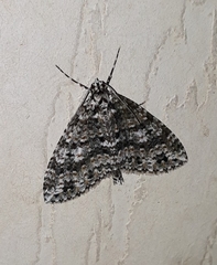Hoplosauris granitata