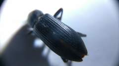 Strongylium terminatum