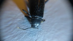 Strongylium terminatum