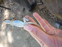 Sceloporus graciosus vandenburgianus